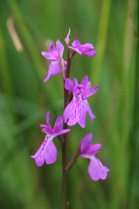 l’Orchis Palustris